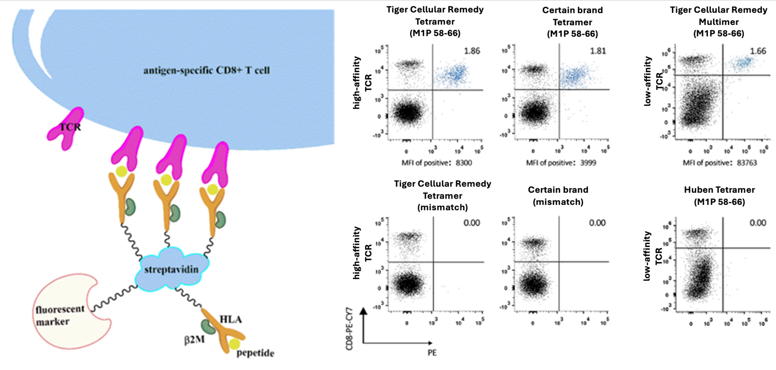 抗原特异性 CD8+ T 细胞示意图