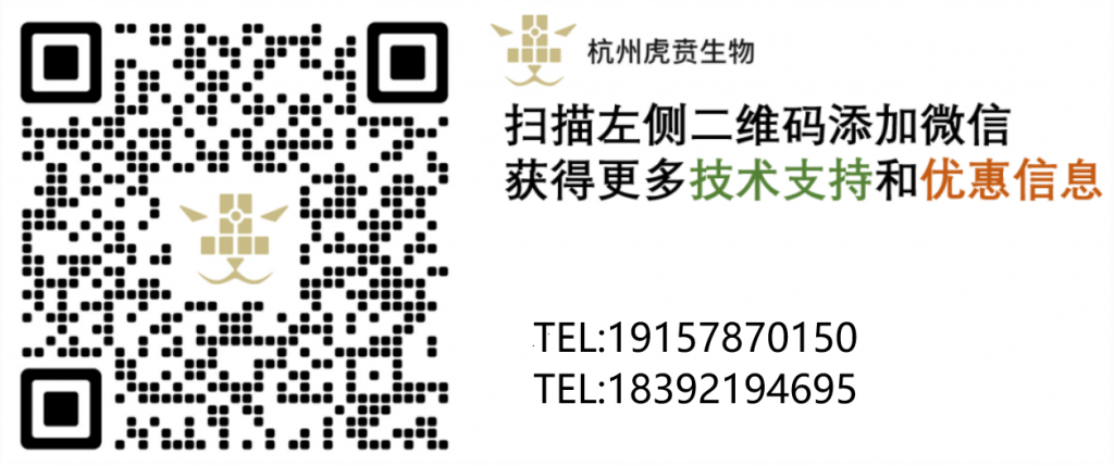 抗原特异性 CD8+ T 细胞示意图